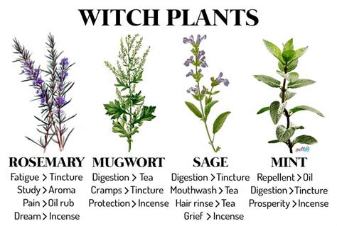 The Wucksd Witch Plant: An Amazing Herb with Surprising Uses